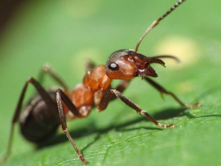 мир муравьев
